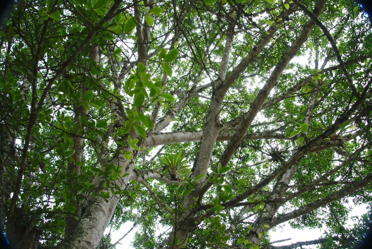Finca Umnisa - Choachí Exteriér fotografie